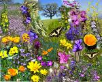 spring spring